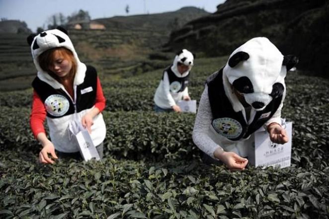 Чай из навоза панды