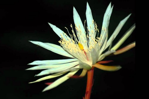 Цветок кадупул - бесценные цветы
