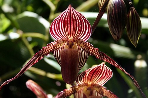 Золото орхидеи Кинабалу