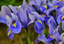 15 interesting facts about the iris flower. It is a symbol of communication in Greek mythology.