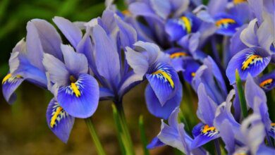15 интересных фактов о цветке ирисе.  Это символ общения в греческой мифологии.