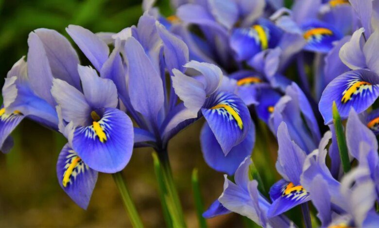 15 интересных фактов о цветке ирисе.  Это символ общения в греческой мифологии.
