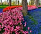 tulips 1 jpg