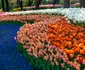 tulips 3 jpg