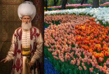 Tulips, favorites of Suleiman the Magnificent. What does their color mean?