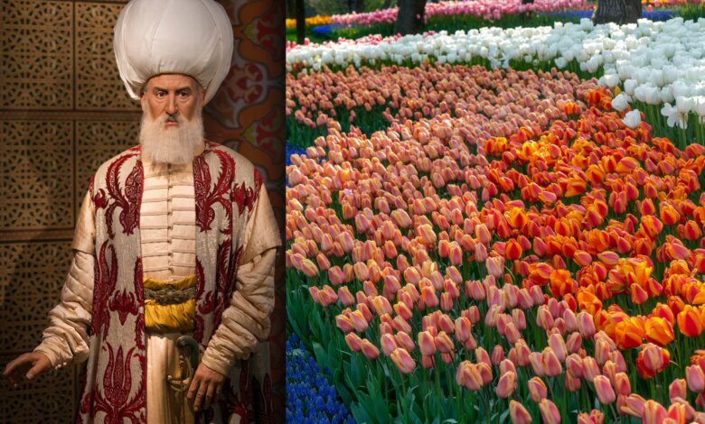 Tulips, favorites of Suleiman the Magnificent. What does their color mean?