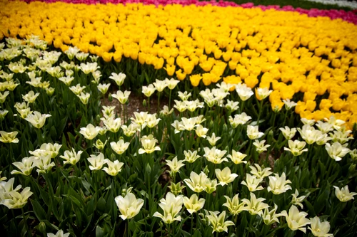 tulips 4 jpg