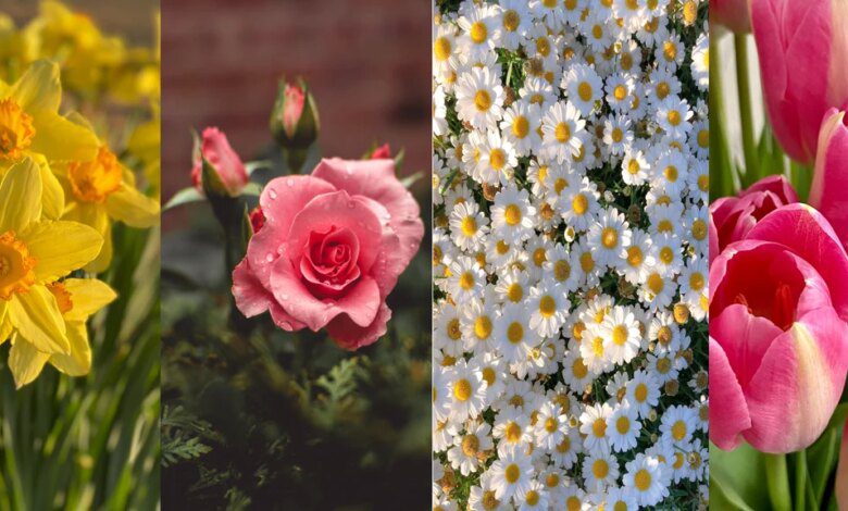 Your favorite flower reveals the secret of your personality