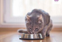 Консультации по правильному питанию кошек