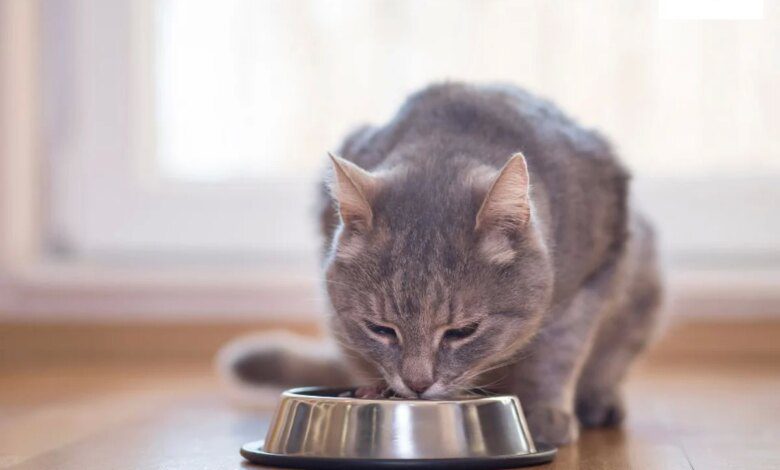 Консультации по правильному питанию кошек
