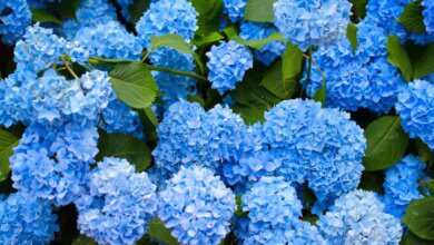 Coffee, the secret of a beautiful garden. It will also help you get gorgeous hydrangeas!