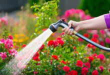 Gardener mistakes that affect flowers. Avoid them and enjoy your beautiful garden!