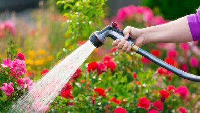 Gardener's mistakes that affect flowers. Avoid them and enjoy the beautiful garden!