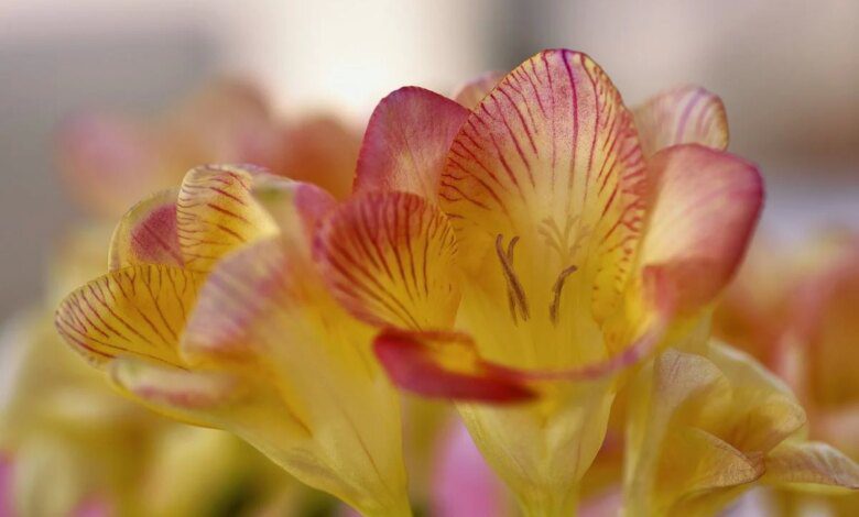 5 interesting facts about freesias