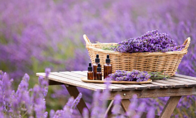 Plants and solutions that repel mosquitoes. Lavender protects you from being bitten