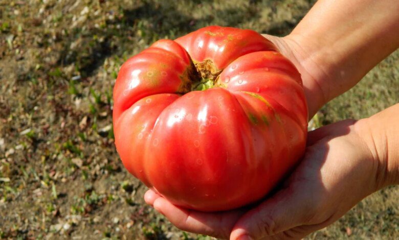 Секрет больших и вкусных помидоров.  Трюк можно реализовать предельно просто!