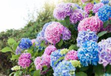 Do you want blue or pink hydrangeas? You can change their color very easily. That's how!