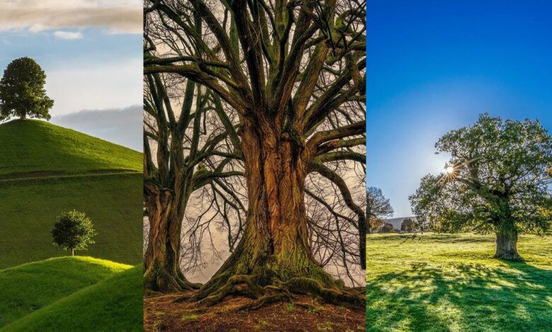 Test. How do you perceive your past? Choose one of the trees and you will find out!
