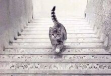 Test. Do you see a cat walking up or down the stairs? The answer shows how you face difficulties