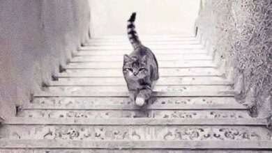 Тест.  Вы видите кошку, идущую вверх или вниз по лестнице?  Ответ показывает, как вы сталкиваетесь с трудностями