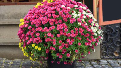 How to care for potted chrysanthemums so that the flowers last as long as possible