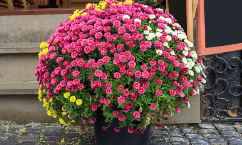 How to care for potted chrysanthemums so that the flowers last as long as possible