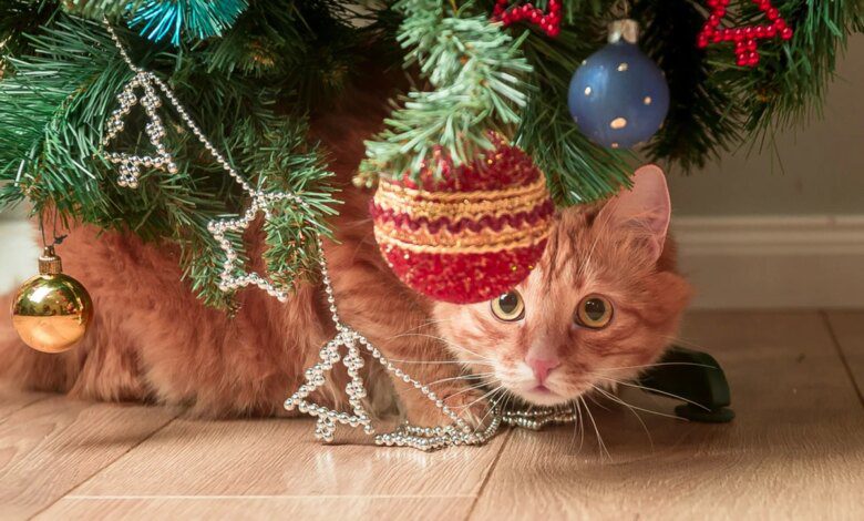 Do you have an energetic cat? We give you 5 ways to save your Christmas tree